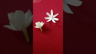 HAVE A LOOK TO BOTH THE FLOWERS ONE FLOWER IS MOGRA amp ANOTHER FLOWER IS JASMINE [upl. by Annirac]