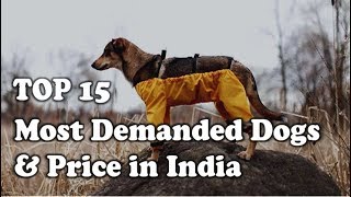 15 Most demanded dogs and Their Price in India Yr 2017 [upl. by Ettesel862]