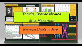 Teoría Cromosómica de la Herencia y Herencia Ligada al Sexo Genética Biología [upl. by Annauqahs76]