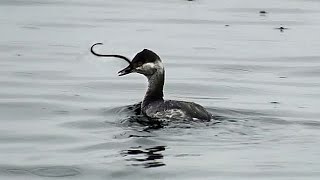 Horned Grebe Eats Bay Pipefish  Powell River British Columbia [upl. by Thacker]