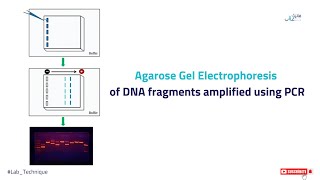 Agarose Gel Electrophoresis of DNA fragments amplified using PCR [upl. by Thaine411]