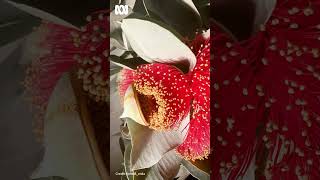 Macrocarpa flowering timelapse  Gardening Australia gardeningaustralia [upl. by Noell]