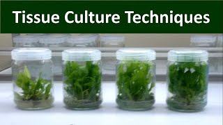 Techniques of Invitro Micro propagation  Tissue Culture [upl. by Odrarebe897]