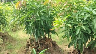 mango plant available AlphonsoaMallika banganapallisendoora and all plants available 9487470530 [upl. by Garnett605]