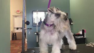 step by step on how to groom a schnauzer tutorial [upl. by Sampson]