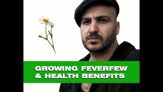 Feverfew – How to grow amp Medicinal benefits [upl. by Iene]