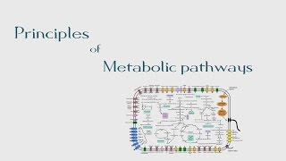 8 Principles of Metabolic Pathways  The BioChemistry Guide  2014 [upl. by Amaleta]