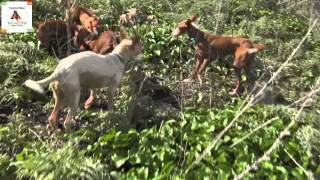 Podenco andaluz Tagadona Cazando en la Arquería 181112 13 [upl. by Eserahs78]