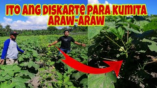 Wow Talong  Okra Intercrops  Tipid sa Gastos Doble ang Kita [upl. by Emmit]