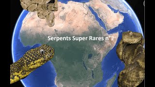 Serpents Super Rares n°7  Les vipères de brousse 2ème partie [upl. by Ireland]