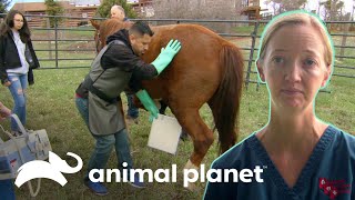 Tratan artritis en extremidades de un caballo  Dr Jeff Veterinario  Animal Planet [upl. by Nalac216]