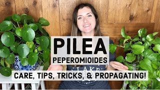 Pilea Peperomioides Plant Care Tips Tricks amp Propagating [upl. by Anawek]