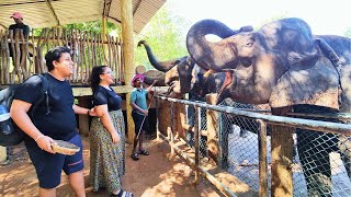 Incredible Experience At Pinnawala Elephant Orphanage Sri Lanka🐘🇱🇰 [upl. by Adyam]