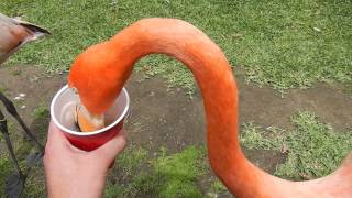 San Diego Zoo  Feeding the Flamingos [upl. by Kalila]