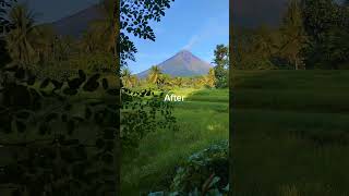 Before and After 😊 agriculture philippines farming gardenharvest [upl. by Aivat]