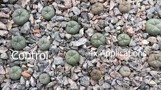 Mimosa Rootbark Extract on Lophophora Williamsii Experiment [upl. by Otsuj]