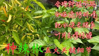 【渔耕笔记】种辣椒  辣椒青椒种植 五大最关键种植细节 Pepper Top 5 Growing Tips [upl. by Demeyer]