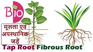 Difference in Tap Root and Fibrous Root मूसला एवं अपस्थानिक जड़ें by Simply The Best BIO [upl. by Merry]