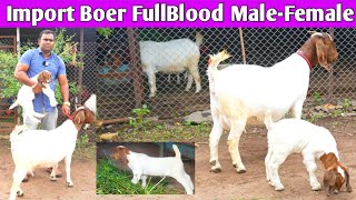 100 Boer Goat Farm African Import Boer Goats Tamboli Goat Farm Indapur Puna Maharashtra [upl. by Niai669]