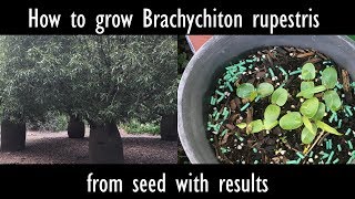 How to grow Brachychiton rupestris Queensland bottle tree from seed with results [upl. by Nehpets]