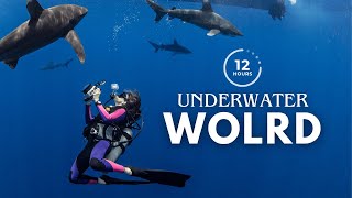 Underwater World  The Ocean  Relaxing Music for Sleep  UNDERWATER SOUNDS 12 HOURS [upl. by Yrtnej]