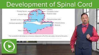 Development of Spinal Cord and Brainstem – Embryology  Lecturio [upl. by Bourgeois]