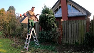 Kustorez Restoration of the blue Cypress Topiary [upl. by Attalie305]