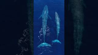 The Largest Creatures To Ever Exist On Earth  Blue Whale  whale ocean sea trending shorts [upl. by Jezabelle525]