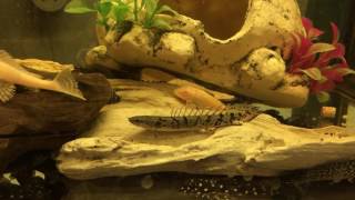 Delhezi Bichir For Sale [upl. by Firestone]