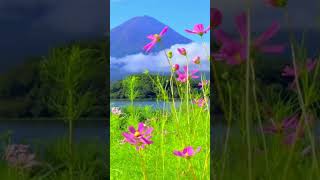 Pookal pookum tharunam 🌺🌹🍁🌾shortsvideo beautiful flowers beauty nature shorts [upl. by Retsub]