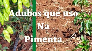 ADUBOS para cada fase da PIMENTA [upl. by Dnalro]