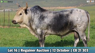 Lot 16  EX 21303  Exteen Ngunis by die Nguni Regainer Veiling op 12 Oktober 2023 [upl. by Regine]