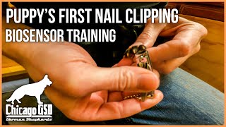 3 Day Old Newborn Puppy First Nail Clipping amp BioSensor Training  How To Trim Puppies Nails [upl. by Avid634]