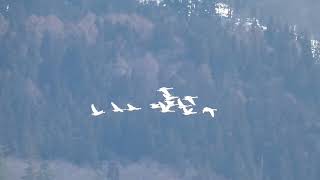 Flocks of Tundra Swan Fly around Toward the Feeding Ground in Early Spring [upl. by Anehsuc]