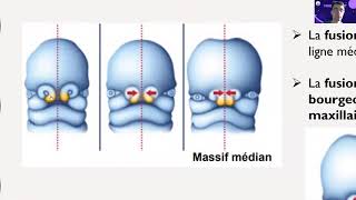 TTR S2PASSUES2  Embryologie  2ème mois de développement [upl. by Roel]