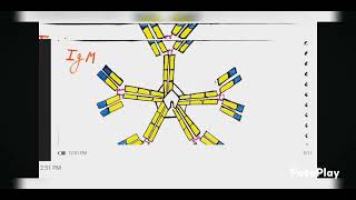 immunoglobulin classes amp subclasses msc 3rd sem 🌿🌿 notes Hindi 📝📝📝✍️✍️✍️zoology [upl. by Ainav]