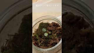 Vlogユキノシタ（Saxifraga stolonifera）成長記録 [upl. by Aiuqes739]