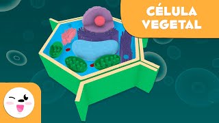 La célula vegetal y sus partes  Ciencias Naturales  Vídeo educativo para niños [upl. by Rebna]