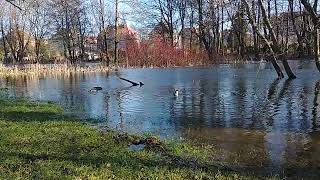 Słupsk Stawek w Lasku Południowym 27012024 1 [upl. by Ymassej]