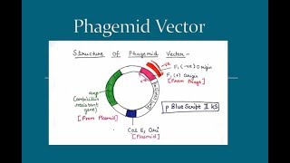 Phagemid Vector  in Hindi and English   For BSc and MSc  All About Biology [upl. by Barcus]