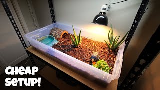 NEW TORTOISE SETUP for UNDER 100 [upl. by Anahsor602]