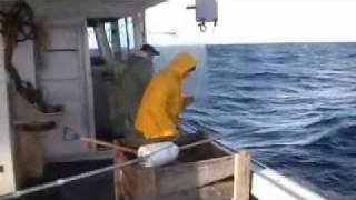 atlantic halibut fishing [upl. by Wrightson]