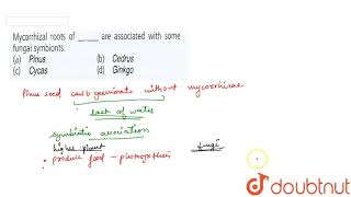 Mycorrhizal roots of are associated with some fungal symbionts [upl. by Nedrah263]