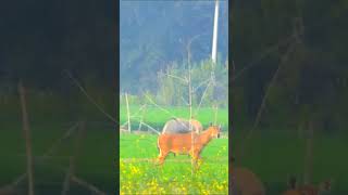 Nilgai ka jhund nilgaijumping animals wildlife nature jungleinside [upl. by Silvestro606]