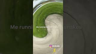 Running 🏃🏾‍♀️ from the snakes floridalife shorts shortvideo snakes running [upl. by Aseram927]