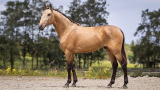 Horse for Sale  Golden Baroque Type Lusitano Stallion REF918 [upl. by Peursem]