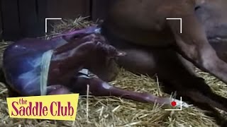 The Saddle Club  Gift Horse  Season 01 Episode 15  HD  Full Episode [upl. by Hsepid]