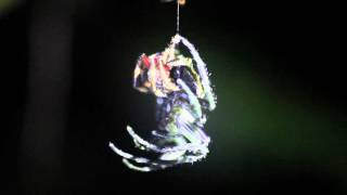 Darwins bark spider opportunistic mating [upl. by Alisia167]