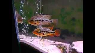 Breeding pair of Red Tiger Parachromis motaguensisRio Copan [upl. by Tada]