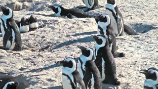 Simons Town and the African Penguins [upl. by Eeloj]